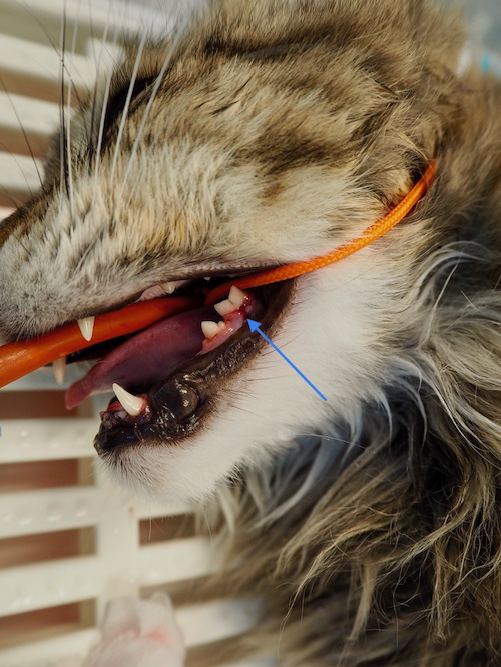 Zahnfleischentzündung Katze