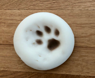 Pfotenabdruck eines Hundes