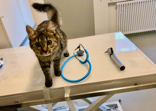 Katze kastrieren lassen