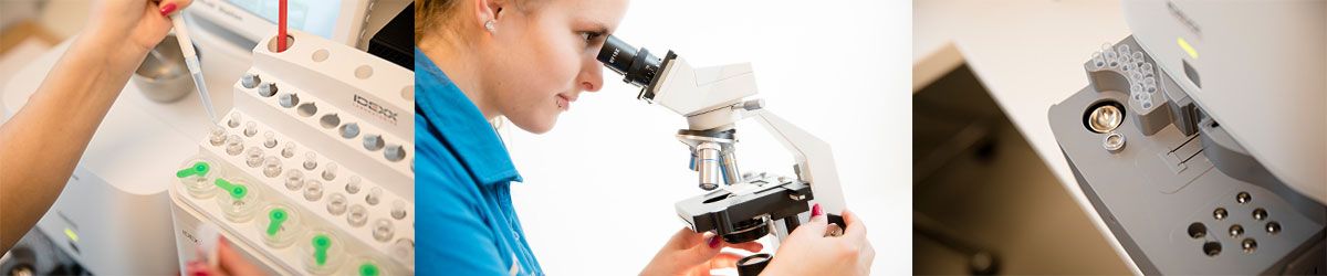 Tierarzt Untersuch Labor