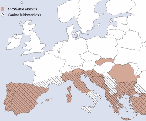 Ausbreitungsgebiet der Insekten welche Reisekrankheiten übertragen
