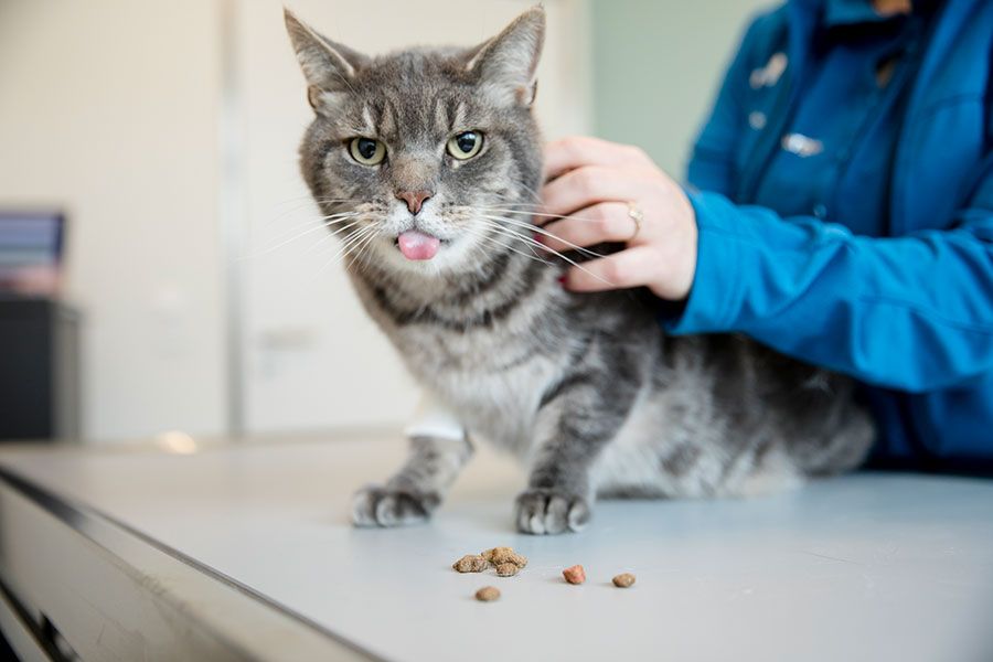 Katze richtig füttern